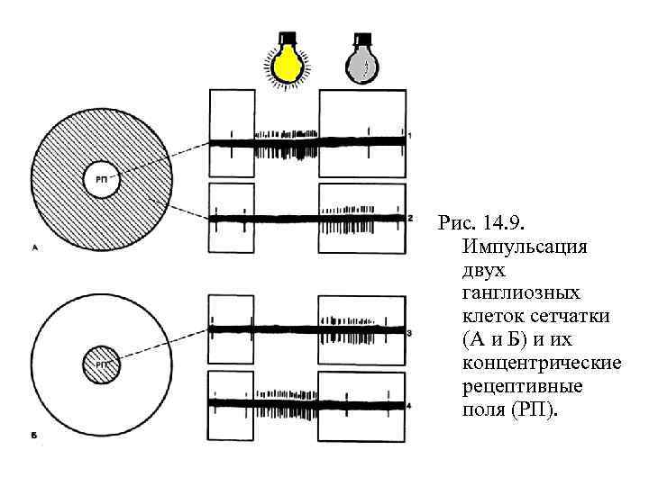 Рис. 14. 9. Импульсация двух ганглиозных клеток сетчатки (А и Б) и их концентрические