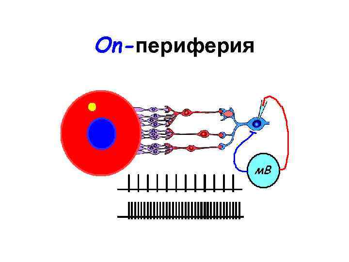 On-периферия 