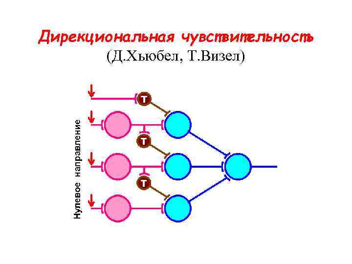 Дирекциональная чувствительность (Д. Хьюбел, Т. Визел) 