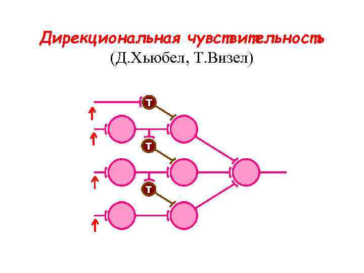 Дирекциональная чувствительность (Д. Хьюбел, Т. Визел) 