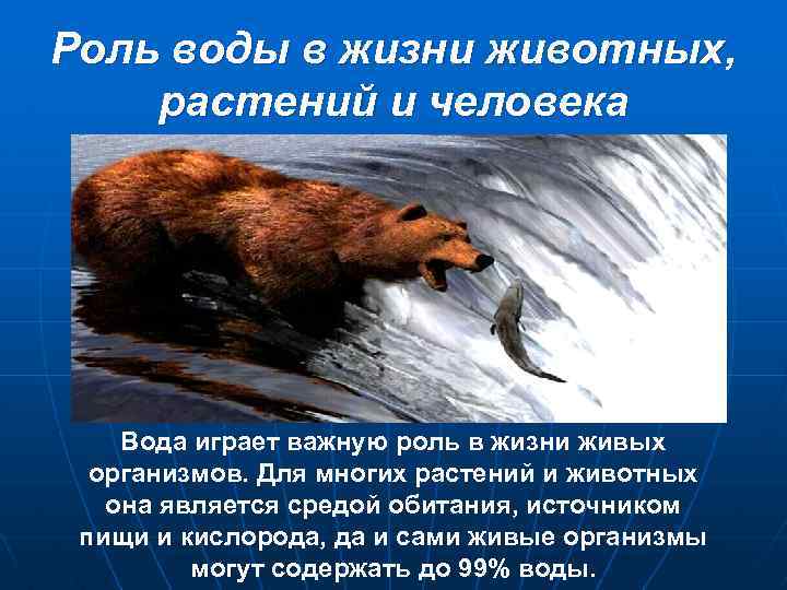 Роль воды в жизни животных, растений и человека Вода играет важную роль в жизни