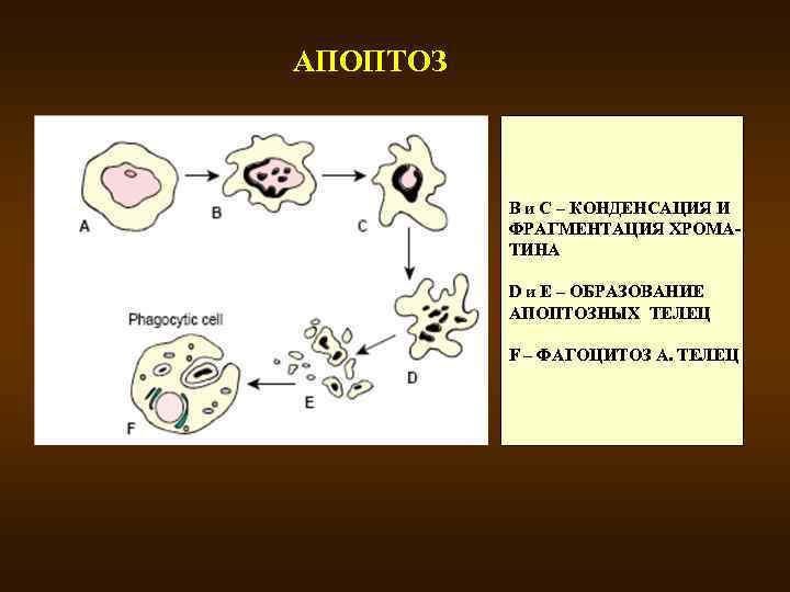 АПОПТОЗ В и С – КОНДЕНСАЦИЯ И ФРАГМЕНТАЦИЯ ХРОМАТИНА D и E – ОБРАЗОВАНИЕ