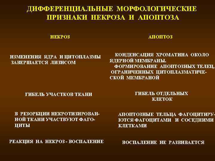 ДИФФЕРЕНЦИАЛЬНЫЕ МОРФОЛОГИЧЕСКИЕ ПРИЗНАКИ НЕКРОЗА И АПОПТОЗА НЕКРОЗ ИЗМЕНЕНИЯ ЯДРА И ЦИТОПЛАЗМЫ ЗАВЕРШАЕТСЯ ЛИЗИСОМ ГИБЕЛЬ