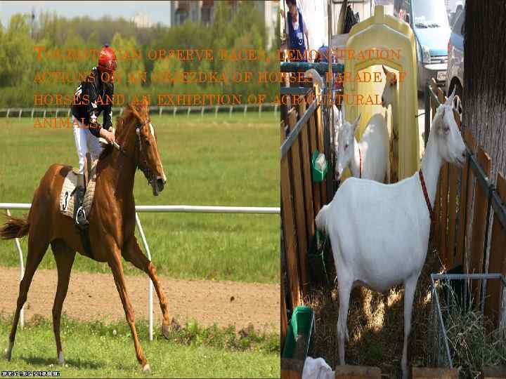 TOURISTS CAN OBSERVE RACES, DEMONSTRATION ACTIONS ON AN OBJEZDKA OF HORSES, PARADE OF HORSES