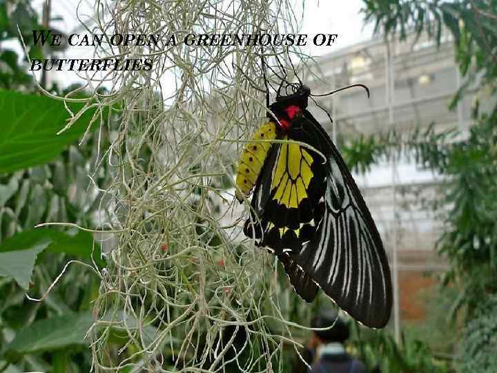 WE CAN OPEN A GREENHOUSE OF BUTTERFLIES 