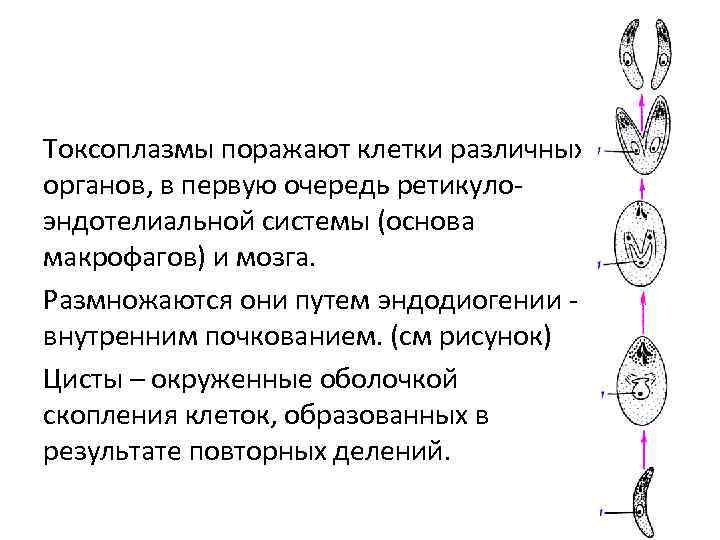 Систематика токсоплазмы. Жизненный цикл токсоплазмы схема. Токсоплазма строение. Размножение токсоплазмы в клетках. Эндогония токсоплазмы.