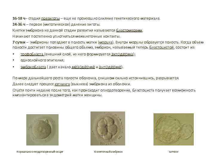 16 -18 ч– стадия презиготы – еще не произошло слияние генетического материала. 24 -36