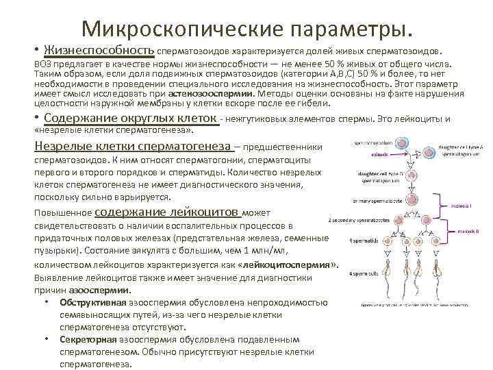 Микроскопические параметры. • Жизнеспособность сперматозоидов характеризуется долей живых сперматозоидов. ВОЗ предлагает в качестве нормы