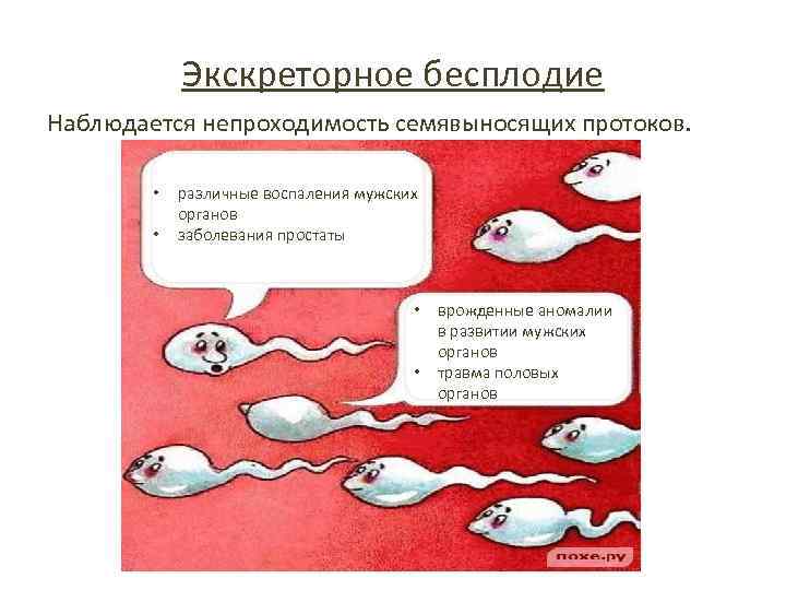Экскреторное бесплодие Наблюдается непроходимость семявыносящих протоков. • • различные воспаления мужских органов заболевания простаты