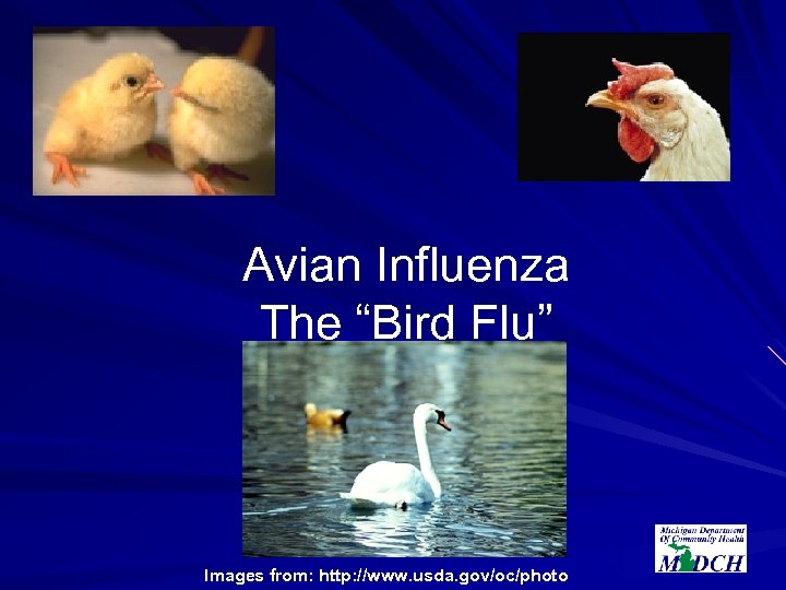 Avian Influenza The “Bird Flu” Images from: http: //www. usda. gov/oc/photo 
