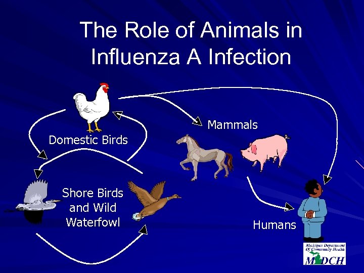 The Role of Animals in Influenza A Infection Mammals Domestic Birds Shore Birds and