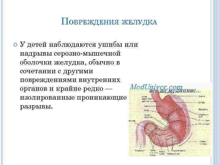 Строение брюшной полости у женщин рисунок с описанием