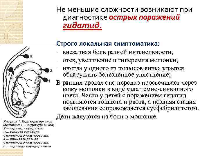 Не меньшие сложности возникают при диагностике острых поражений гидатид. Строго локальная симптоматика: - внезапная