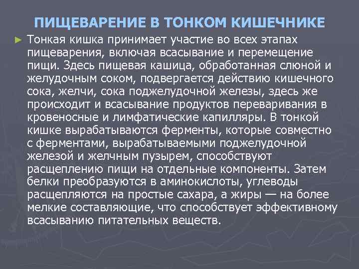 ПИЩЕВАРЕНИЕ В ТОНКОМ КИШЕЧНИКЕ ► Тонкая кишка принимает участие во всех этапах пищеварения, включая