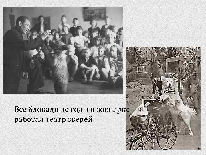 Все блокадные годы в зоопарке работал театр зверей. 