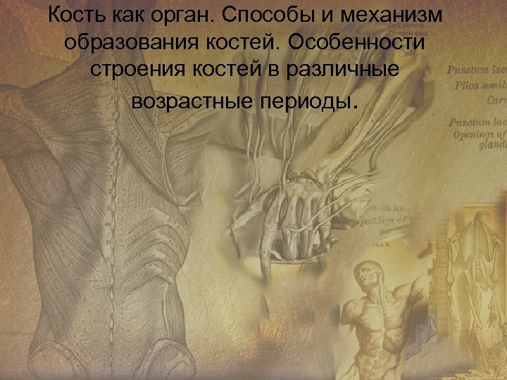 Кость как орган. Способы и механизм образования костей. Особенности строения костей в различные возрастные