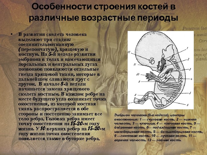Особенности строения костей в различные возрастные периоды • В развитии скелета человека выделяют три
