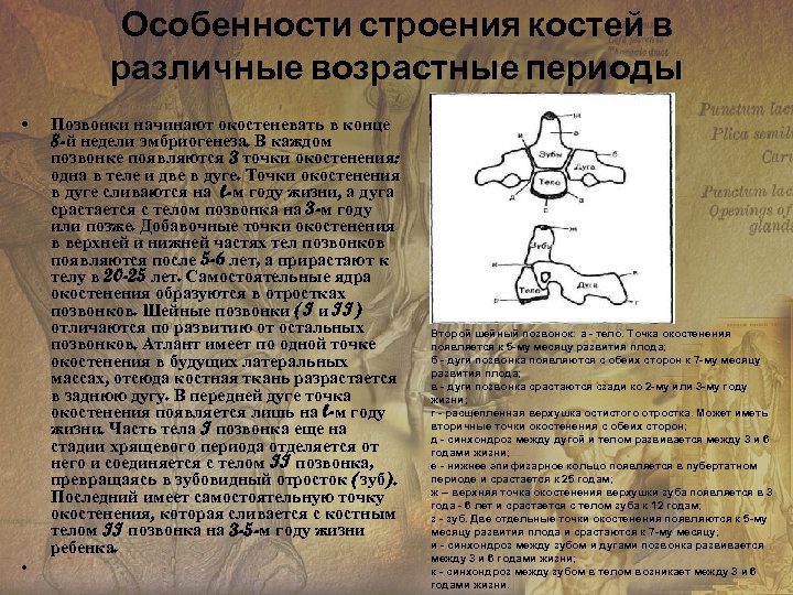Особенности строения костей в различные возрастные периоды • • Позвонки начинают окостеневать в конце
