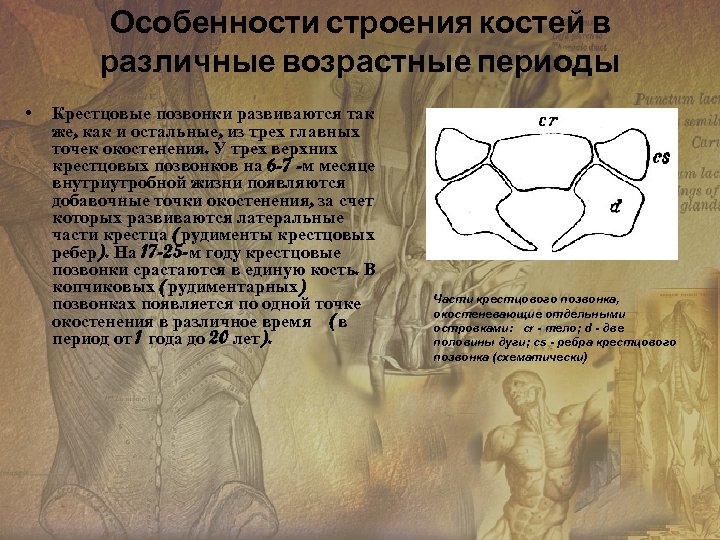 Особенности строения костей в различные возрастные периоды • Крестцовые позвонки развиваются так же, как