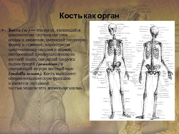 Кость как орган • Кость (os) — это орган, являющийся компонентом системы органов опоры