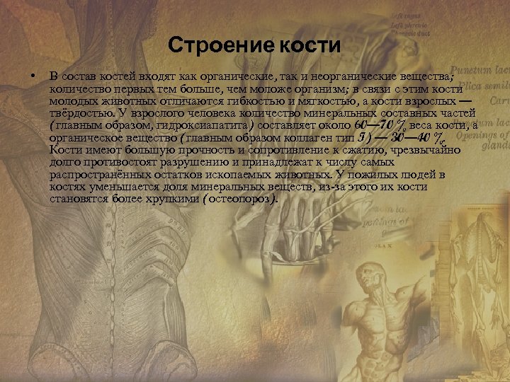 Строение кости • В состав костей входят как органические, так и неорганические вещества; количество