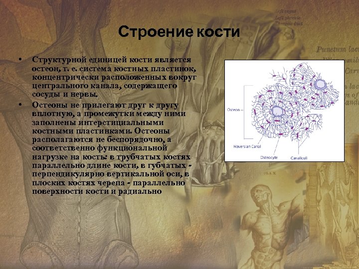Строение кости • • Структурной единицей кости является остеон, т. е. система костных пластинок,