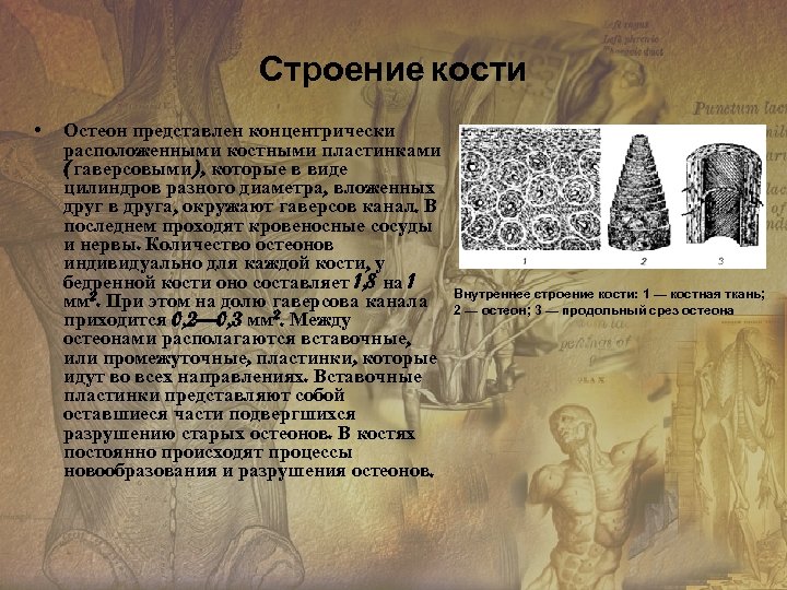 Строение кости • Остеон представлен концентрически расположенными костными пластинками (гаверсовыми), которые в виде цилиндров