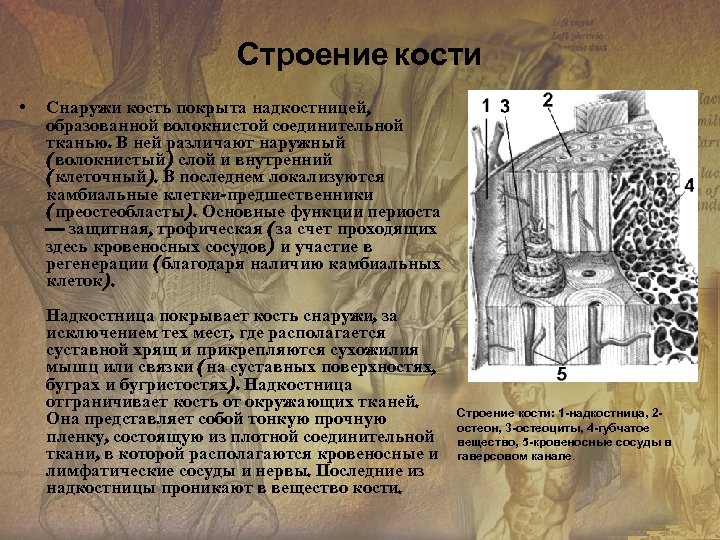 Строение кости • Снаружи кость покрыта надкостницей, образованной волокнистой соединительной тканью. В ней различают