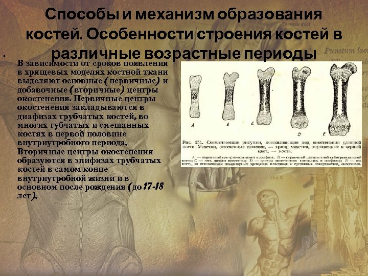  • Способы и механизм образования костей. Особенности строения костей в различные возрастные периоды