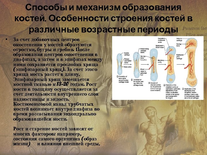 Способы и механизм образования костей. Особенности строения костей в различные возрастные периоды • За