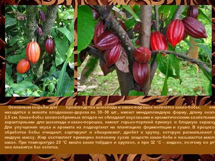 Основным сырьём для производства шоколада и какао-порошка являются какао-бобы, они находятся в мякоти плодакакао-дерева