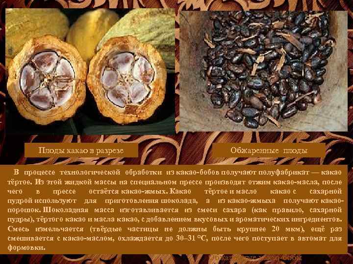Плоды какао в разрезе Обжаренные плоды В процессе технологической обработки из какао-бобов получают полуфабрикат