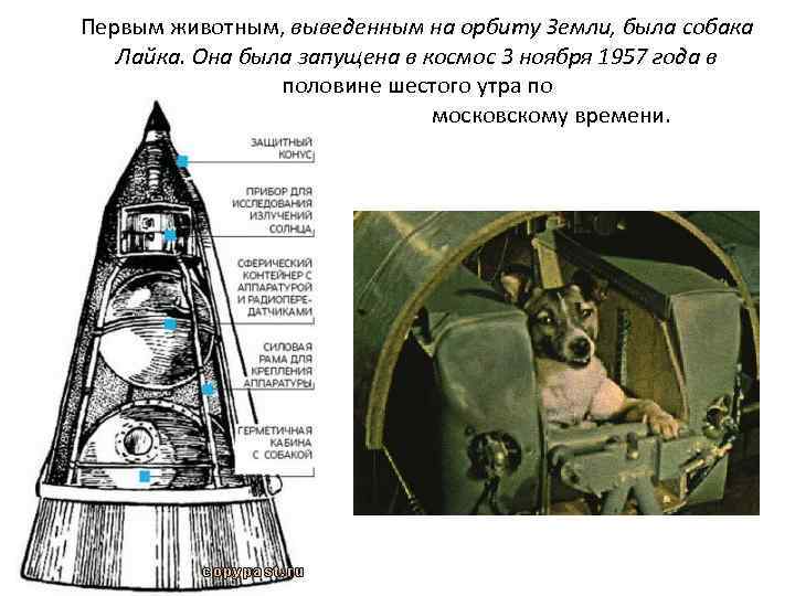 Первым животным, выведенным на орбиту Земли, была собака Лайка. Она была запущена в космос