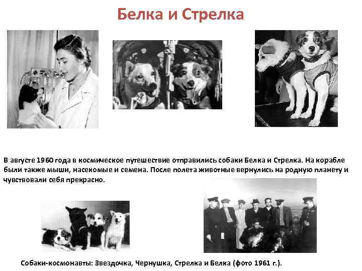 Белка и Стрелка В августе 1960 года в космическое путешествие отправились собаки Белка и