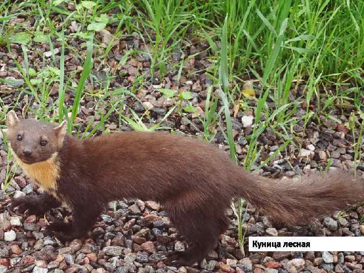 Куница лесная 