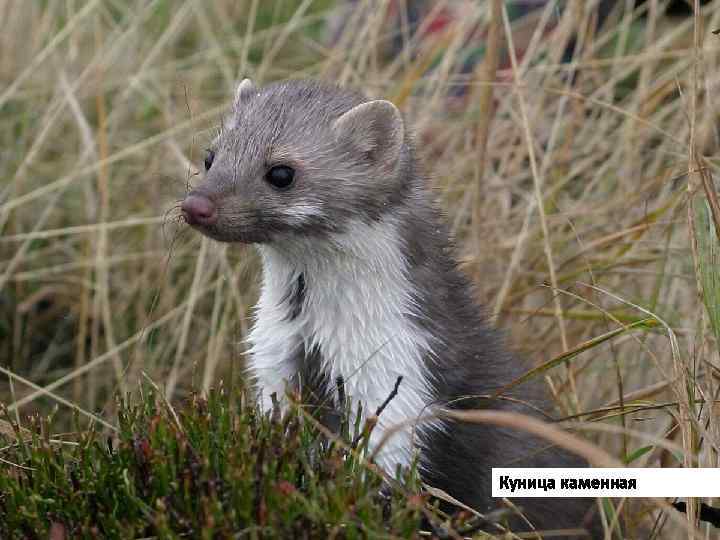 Куница каменная 