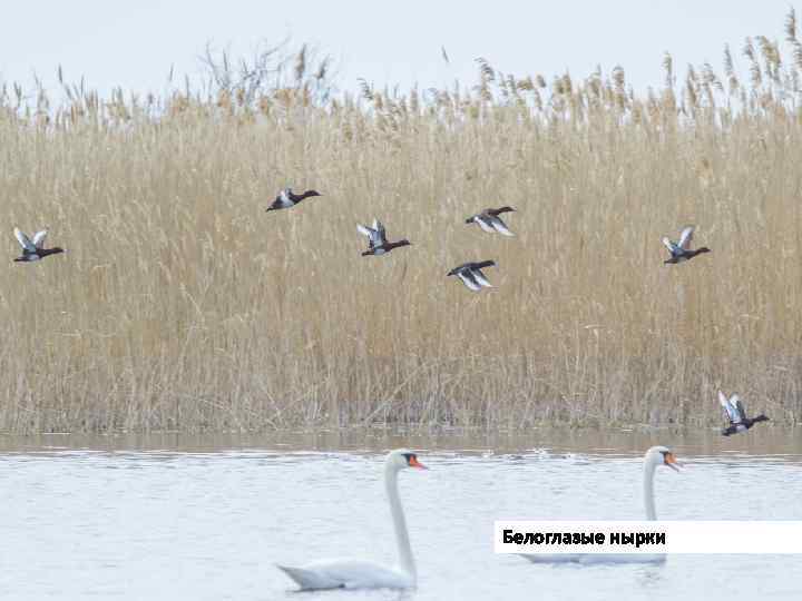 Белоглазые нырки 