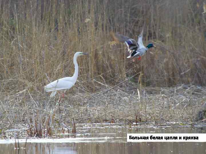 Большая белая цапля и кряква 