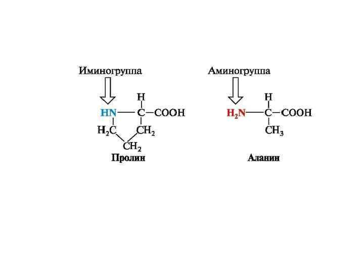 Аминокислоты аминогруппа карбоксильная группа. Аланин пролин. Пролин биохимия. Синтез пролина. Иминогруппа пролина.