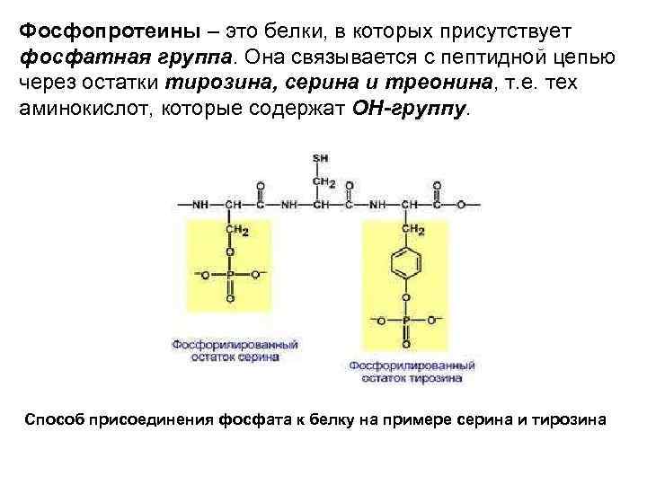 Фосфопротеины – это белки, в которых присутствует фосфатная группа. Она связывается с пептидной цепью
