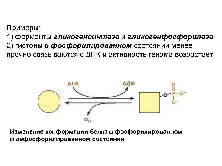 Примеры: 1) ферменты гликогенсинтаза и гликогенфосфорилаза 2) гистоны в фосфорилированном состоянии менее прочно связываются