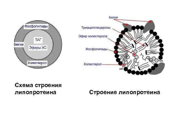 Схема строения липопротеина Строение липопротеина 