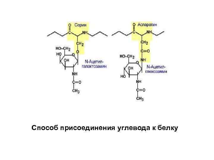 Способ присоединения углевода к белку 