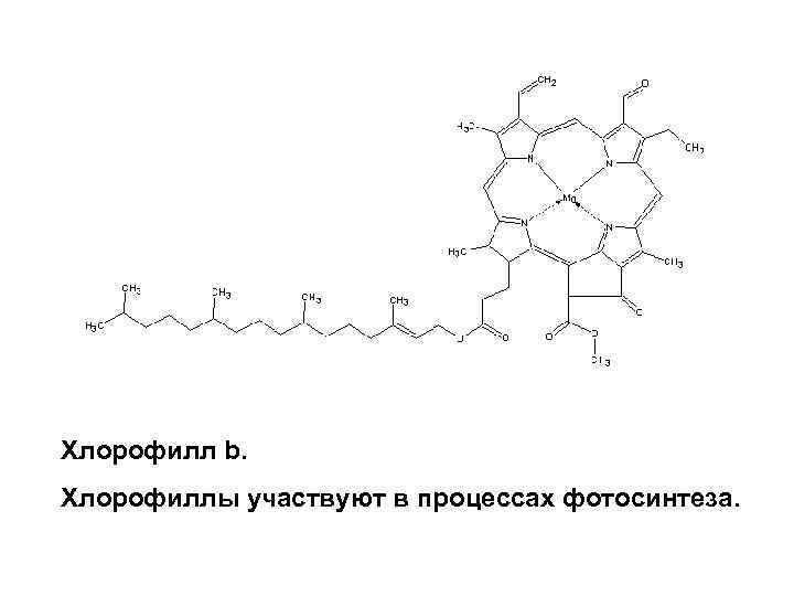 Хлорофилл содержится в