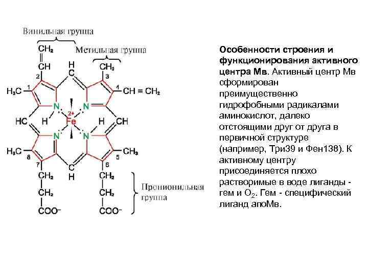 Особенности строения и функционирования активного центра Мв. Активный центр Мв сформирован преимущественно гидрофобными радикалами