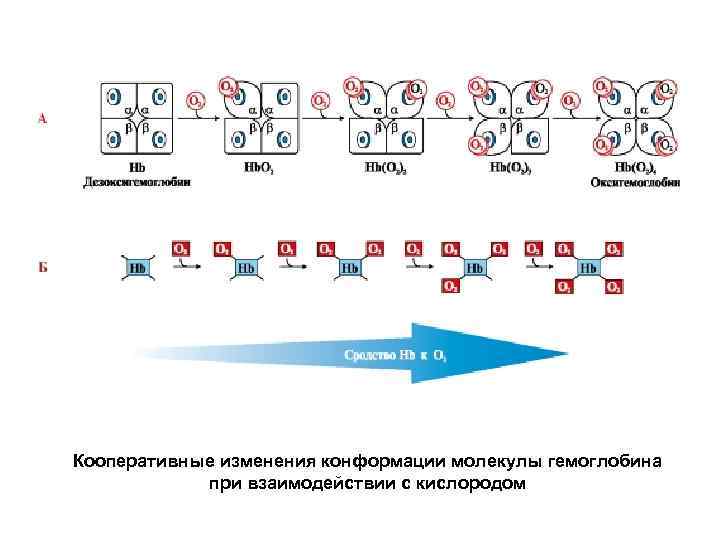 Кооперативные изменения конформации молекулы гемоглобина при взаимодействии с кислородом 