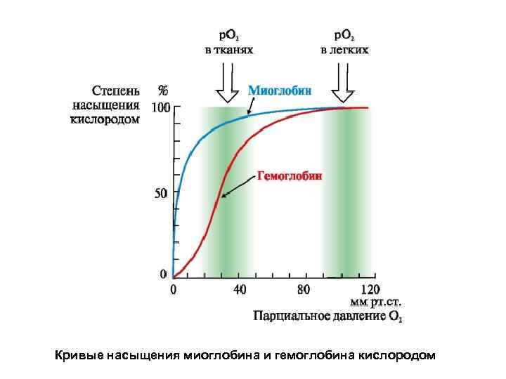 Кривые насыщения миоглобина и гемоглобина кислородом 