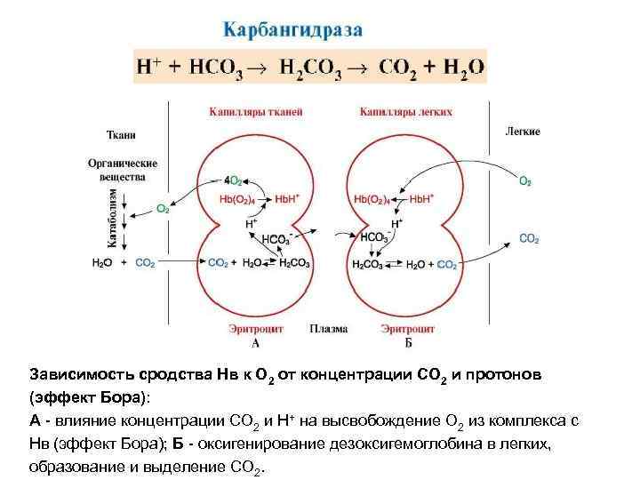 Зависимость сродства Нв к О 2 от концентрации СО 2 и протонов (эффект Бора):