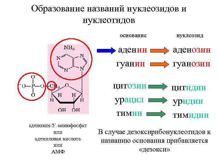 Образование названий нуклеозидов и нуклеотидов основание нуклеозид аденин гуанин цитозин урацил тимин аденозин-5`-монофосфат или