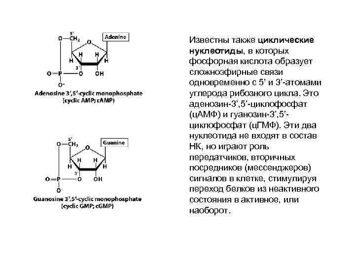 Известны также циклические нуклеотиды, в которых фосфорная кислота образует сложноэфирные связи одновременно с 5’